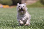 Photo Cairn Terrier