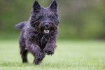 Un Cairn Terrier noir court dans l'herbe