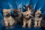 Photo Cairn Terrier