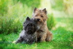 Photo Cairn Terrier