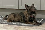 Un Cairn Terrier allong&eacute; sur un tapis et portant un harnais 