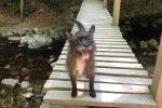 Un Cairn Terrier sur un pont en bois et tirant la langue