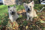 Deux Cairn Terriers sur un terrain herbeux portant chacun un collier autour du cou