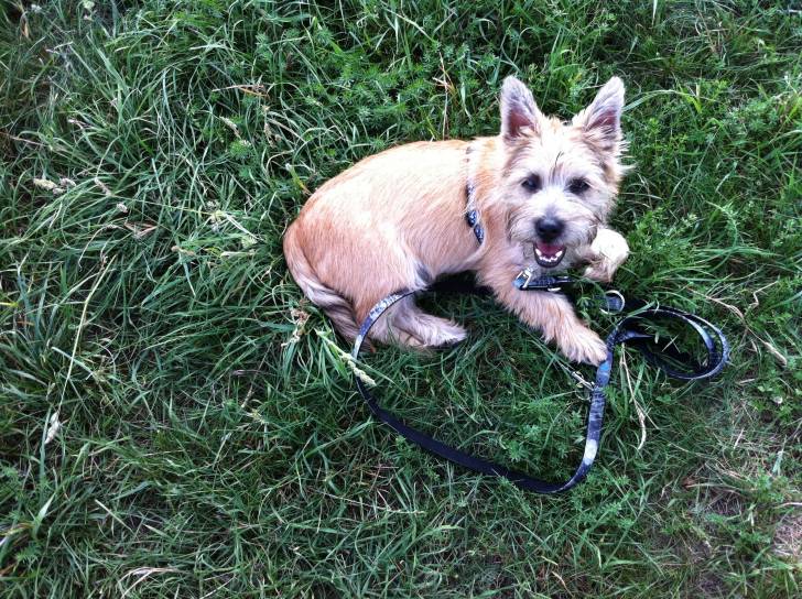Milow - Cairn Terrier Mâle (1 an)