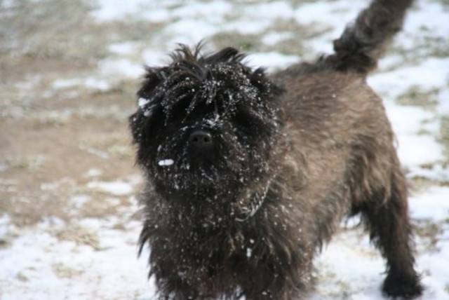 malte - Cairn Terrier Mâle