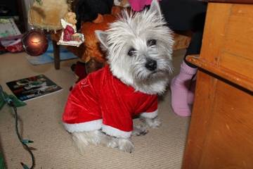 lola - Cairn Terrier (3 ans)