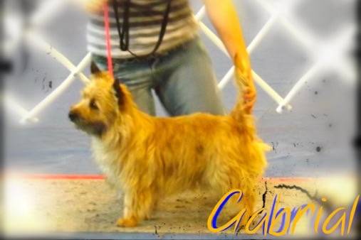 Gabrial - Cairn Terrier Mâle (1 an)