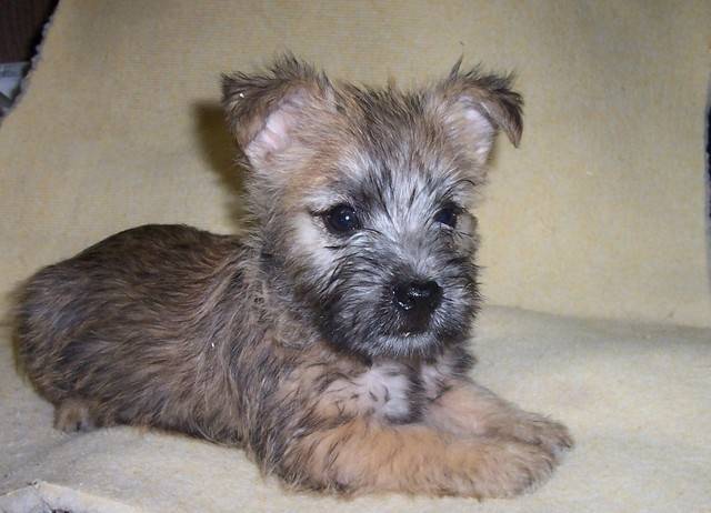 einalem8 - Cairn Terrier (4 ans)