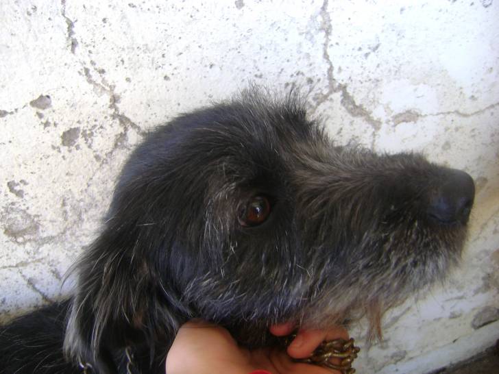 Winyy - Cairn Terrier (1 an)