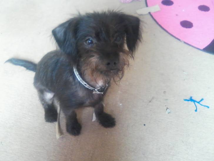 Spaik - Cairn Terrier Mâle (6 mois)