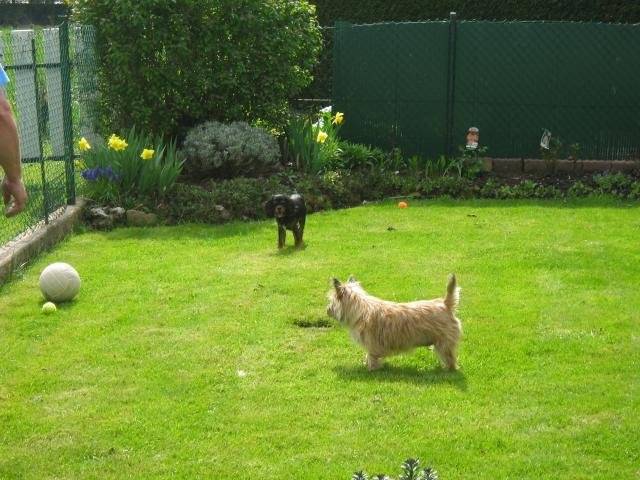 Azzaro ; cavalier king charles Pikou ; cairn terrier - Cairn Terrier