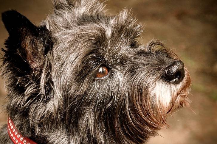 Photo Cairn Terrier Mâle