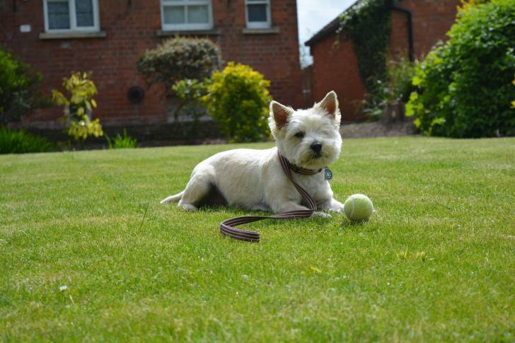 Photo Cairn Terrier
