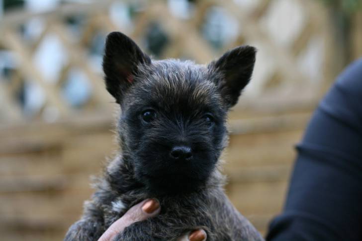 Photo Cairn Terrier