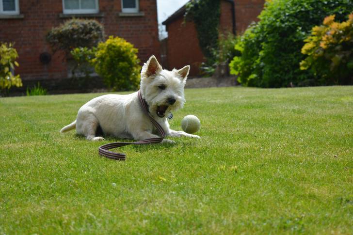 Photo Cairn Terrier