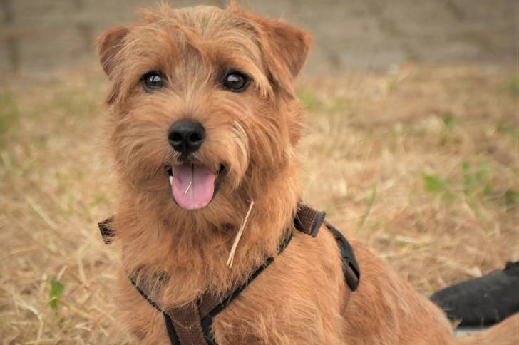 Photo Cairn Terrier