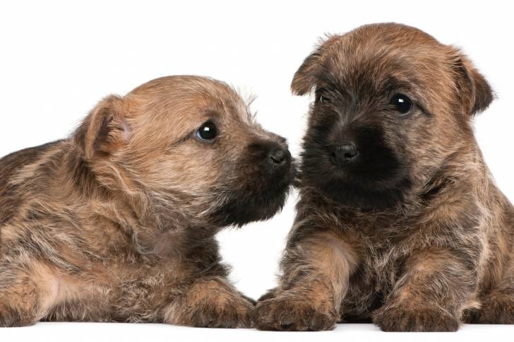 Photo Cairn Terrier