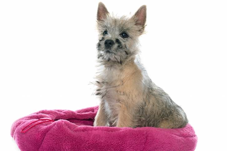 Photo Cairn Terrier