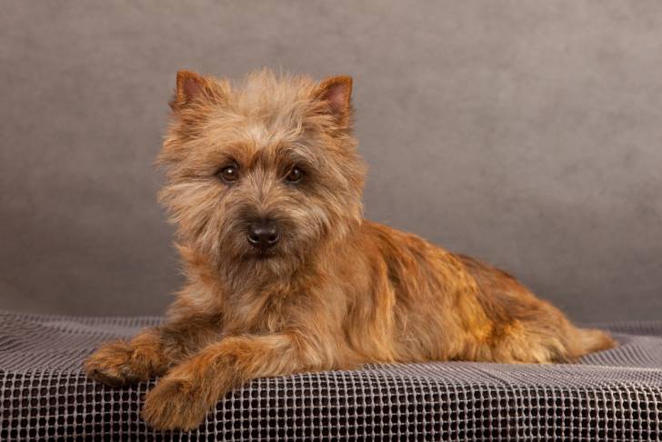 Photo Cairn Terrier