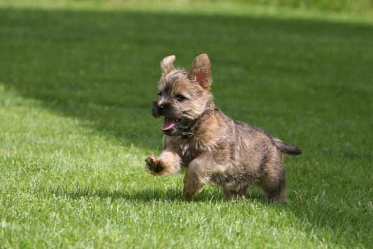 Photo Cairn Terrier