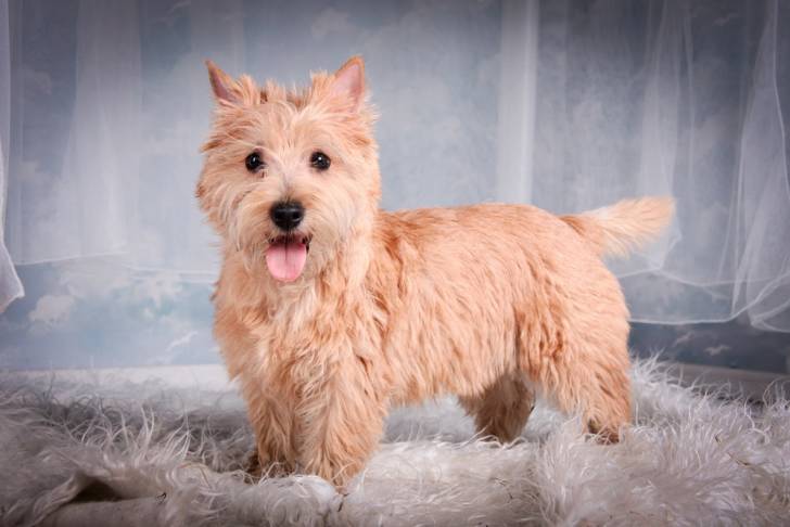 Un Cairn Terrier debout sur un tapis
