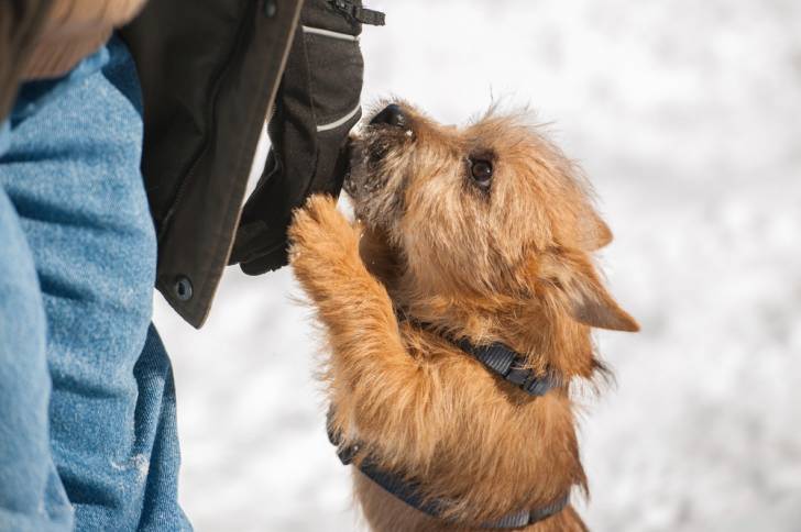 Photo Cairn Terrier