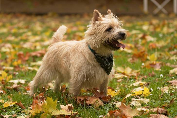 Photo Cairn Terrier