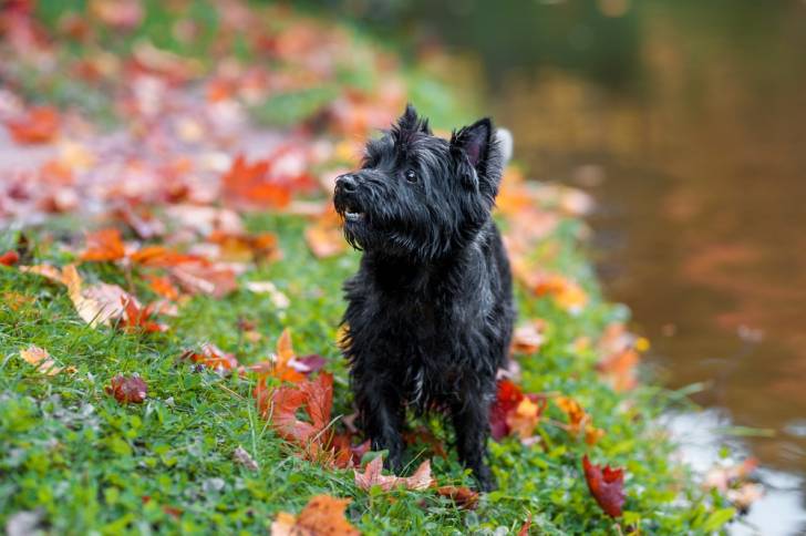 Photo Cairn Terrier