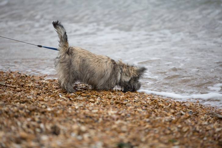 Photo Cairn Terrier