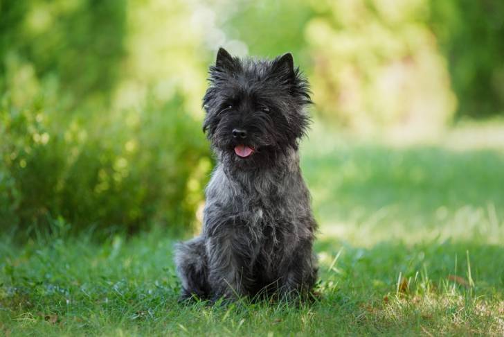 Photo Cairn Terrier