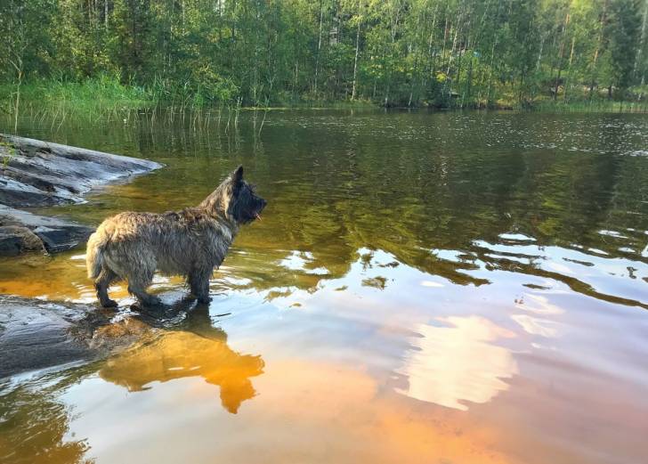 Photo Cairn Terrier