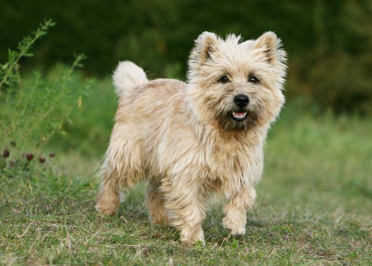 Photo Cairn Terrier