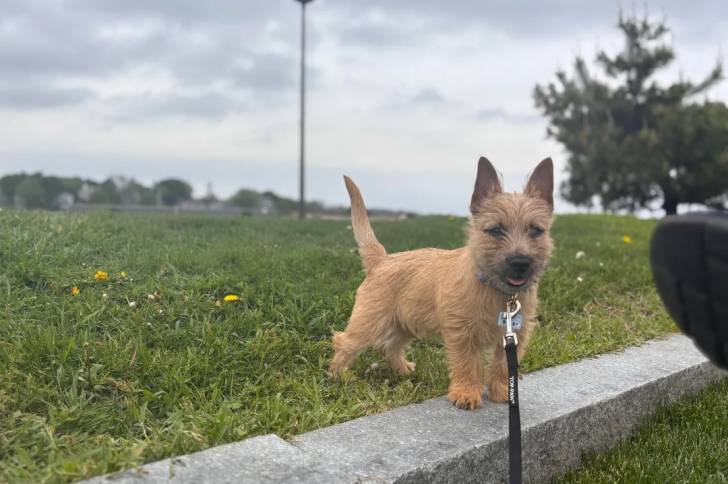 Un Cairn Terrier sur une surface herbacée et qui est tenu en laisse 