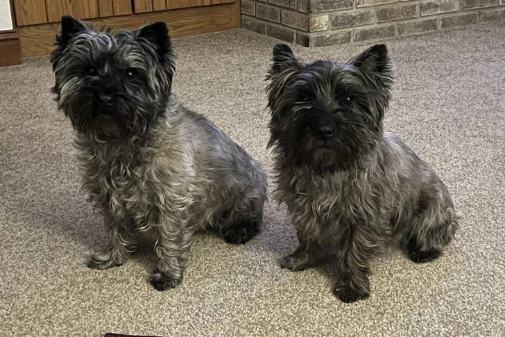 Deux Cairn Terrier assis sur une moquette 