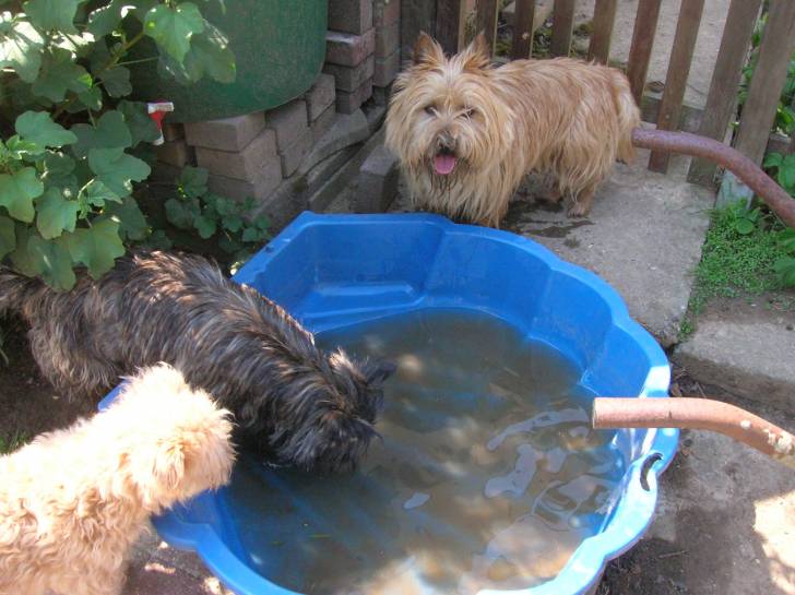Mes 3 cairns - Cairn Terrier