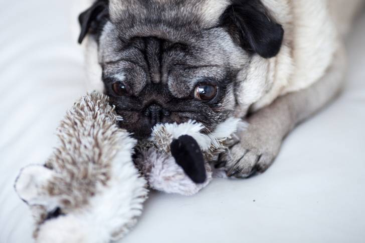 Un Carlin en train de jouer avec une peluche