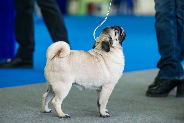 Un Carlin pendant une exposition canine 