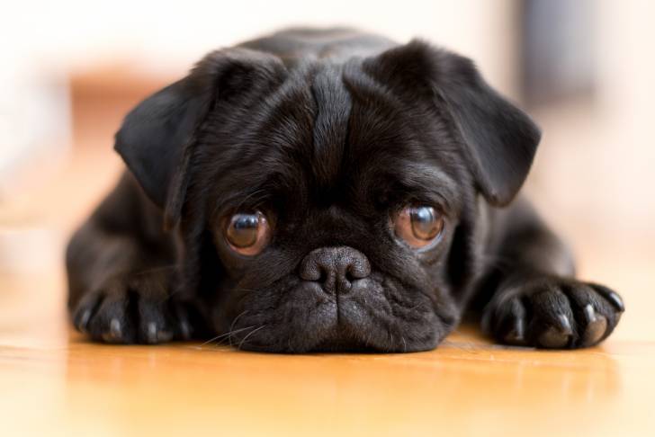 Un chiot Carlin noir allongé sur du parquet