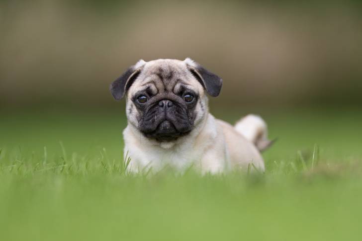 Un chiot Carlin assis dans l'herbe