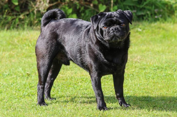 Un Carlin noir en train de se promener dans un jardin