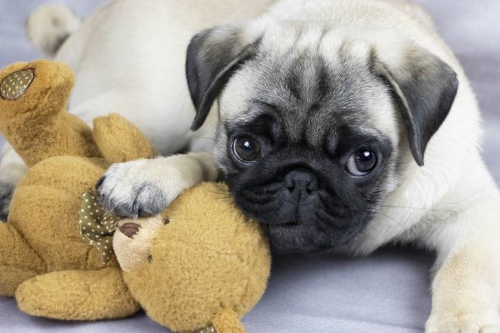 Un Carlin allongé avec une peluche jaune
