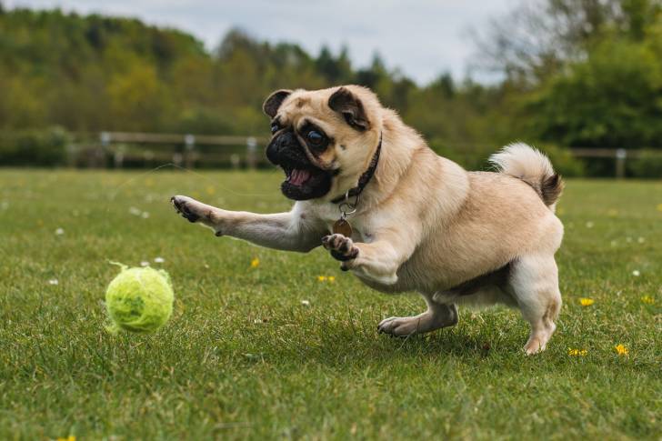 Un Carlin joue avec une balle de tennis dans le jardin