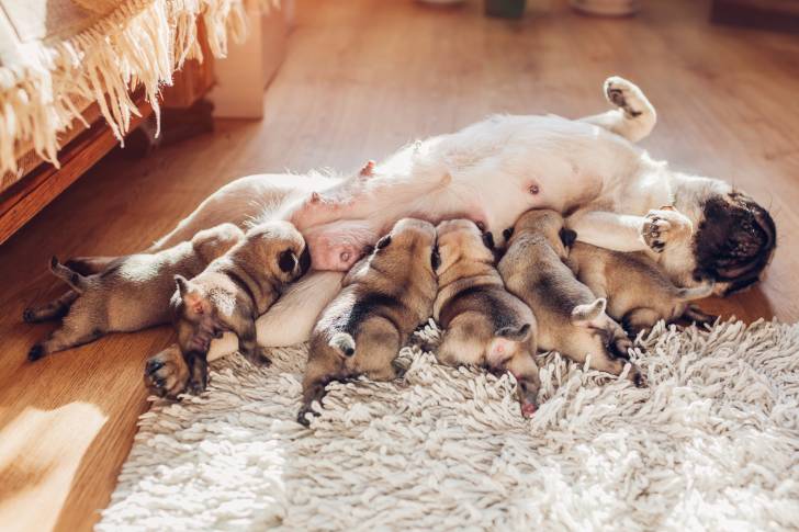 Une femelle Carlin en train d'allaiter ses chiots