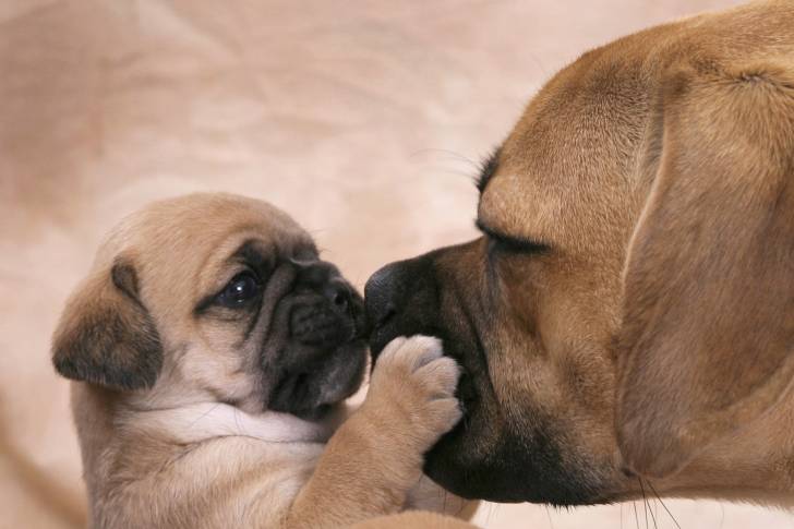 Un Carlin adulte avec son chiot