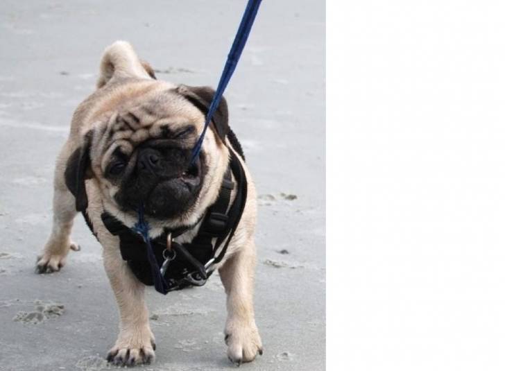 Peanut - Carlin M&acirc;le (4 ans)