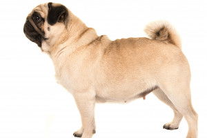 Un Carlin sur fond blanc