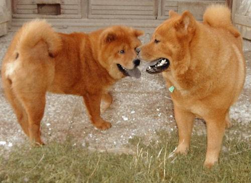 Chow Chow - Chow Chow