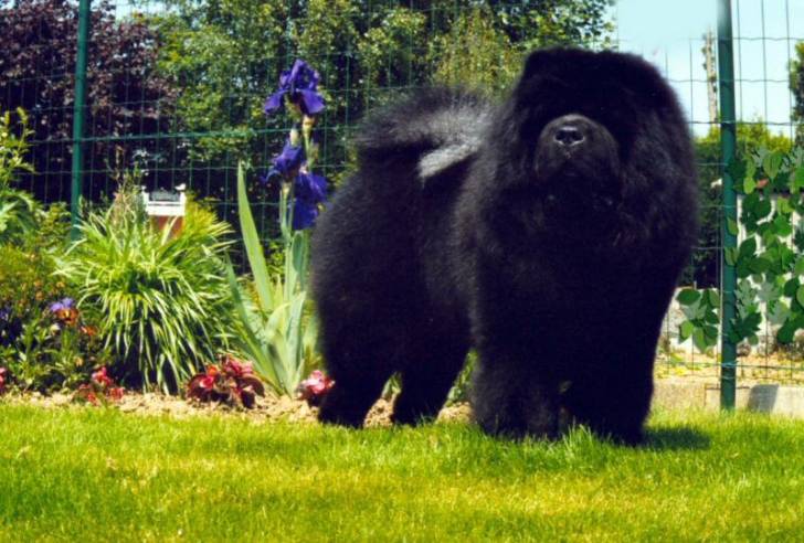 Chowderny Xinling-Shi - Chow Chow