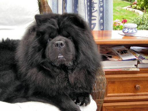 Chowderny Xinling-Shi - Chow Chow
