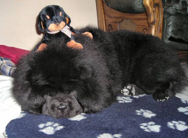 Chowderny Xinling-Shi - Chow Chow